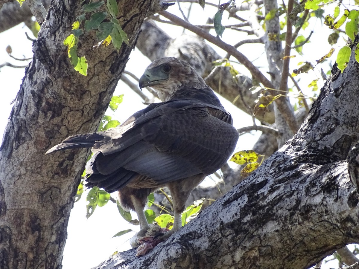 Bateleur - ML640143647