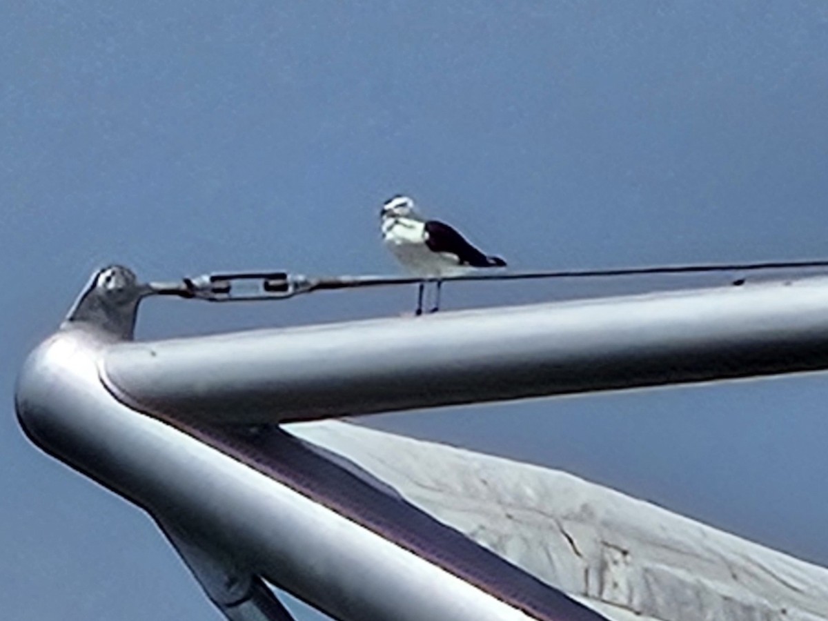 Great Black-backed Gull - ML640143653
