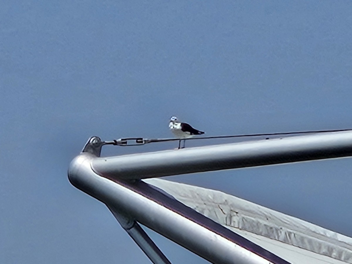 Great Black-backed Gull - ML640143654