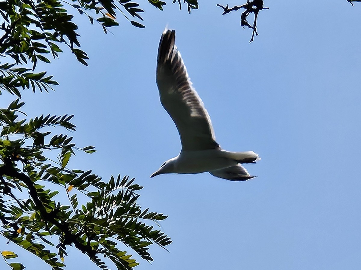 Great Black-backed Gull - ML640143655