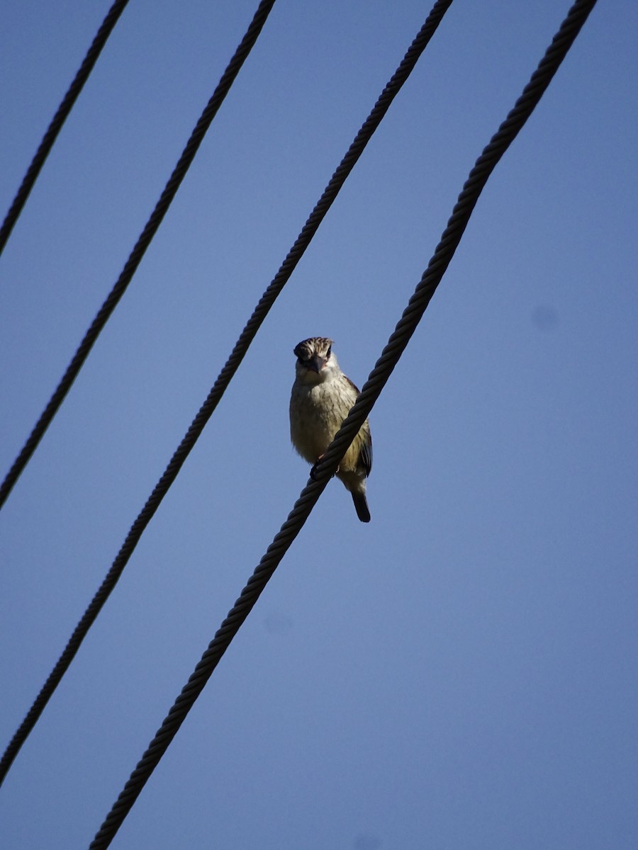 Striped Kingfisher - ML640143670