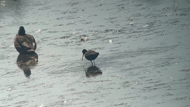 鶴鷸 - ML640143695