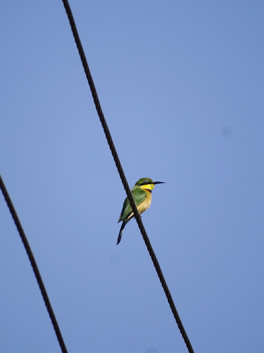 Little Bee-eater - ML640143702