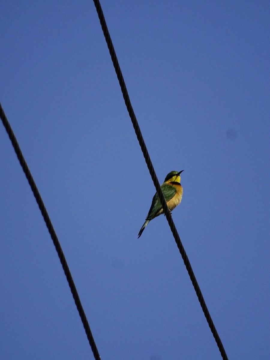 Little Bee-eater - ML640143703
