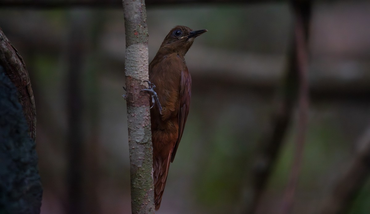 White-chinned Woodcreeper - ML640143741