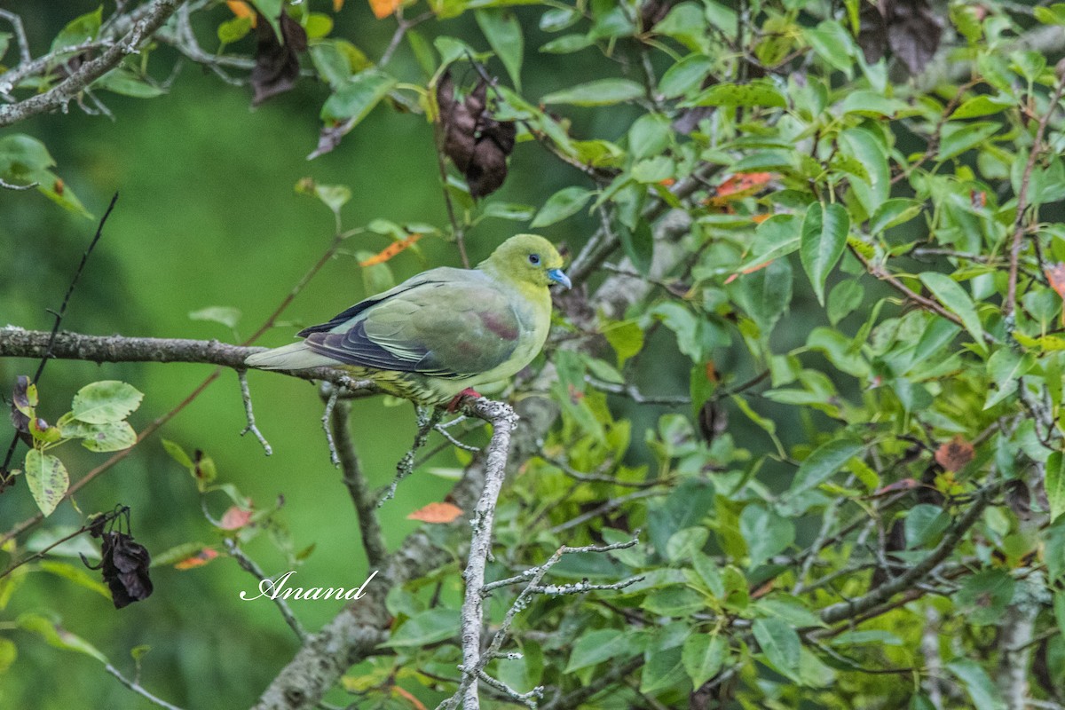 Wedge-tailed Green-Pigeon - ML640143764