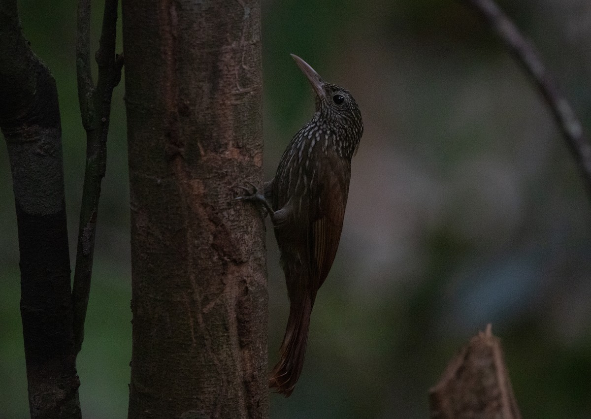 Striped Woodcreeper - ML640143766