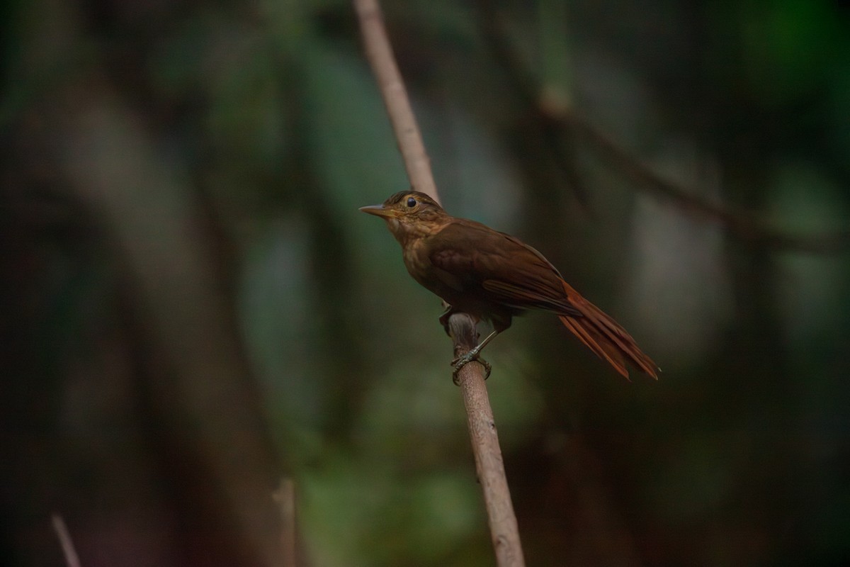 Ochre-throated Foliage-gleaner - ML640143780