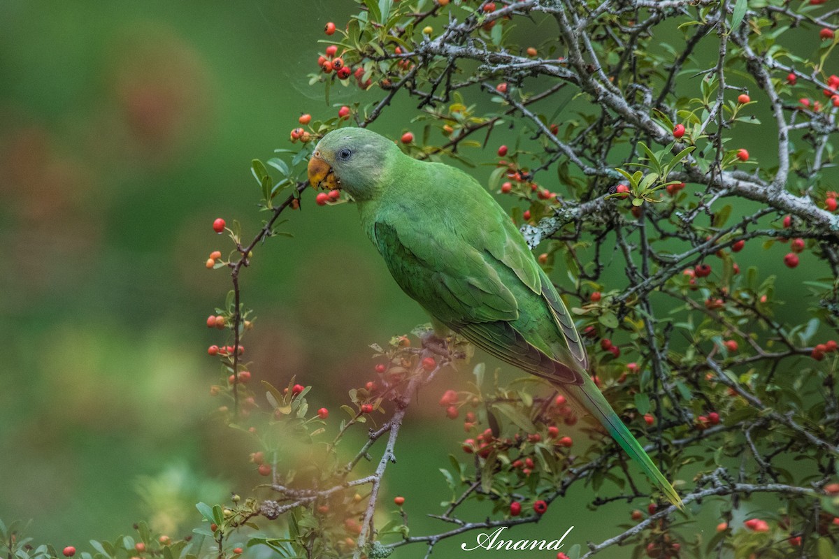 Slaty-headed Parakeet - ML640143808