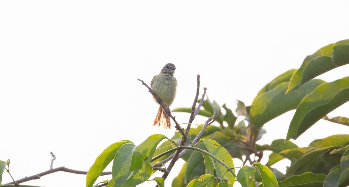 Guianan Tyrannulet - ML640143855