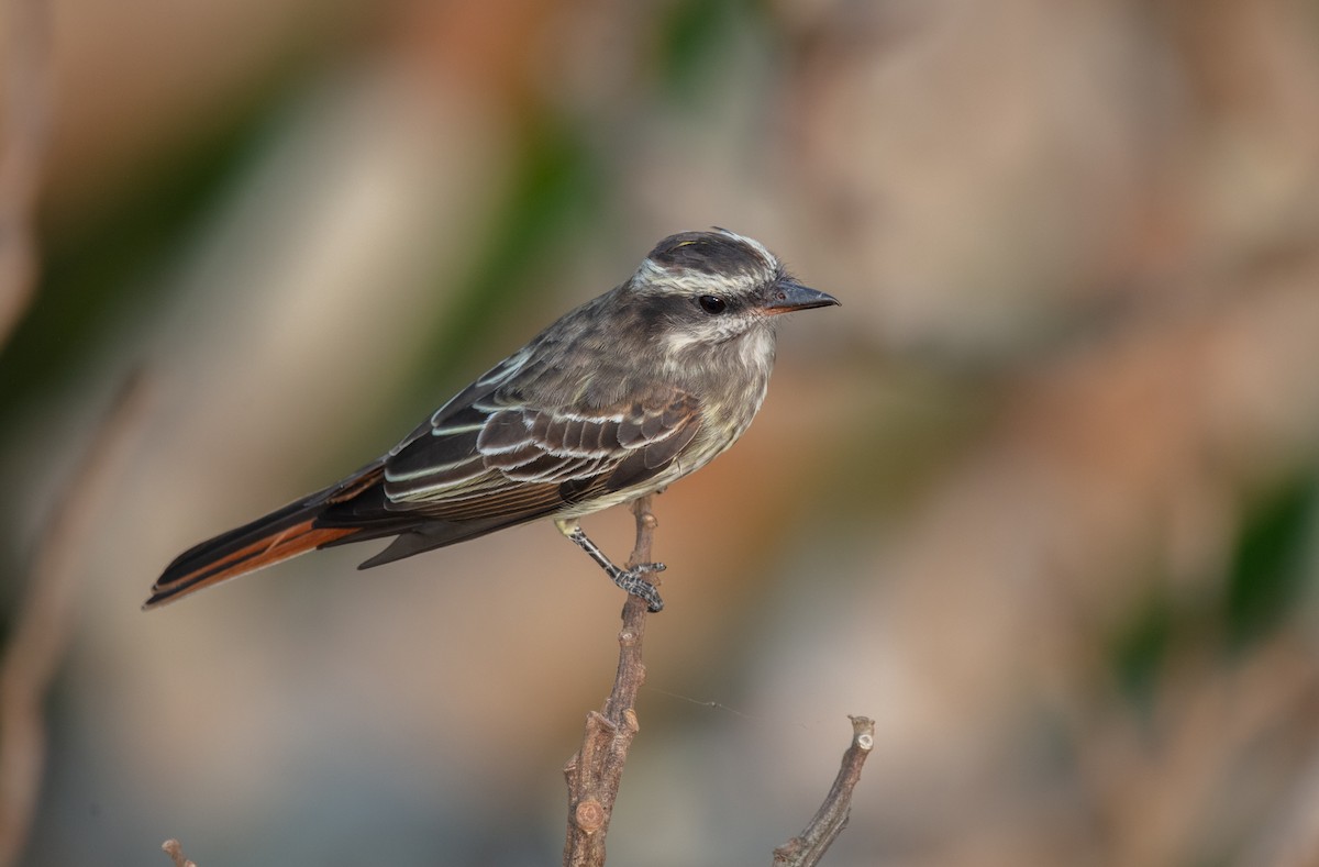 Variegated Flycatcher - ML640143865