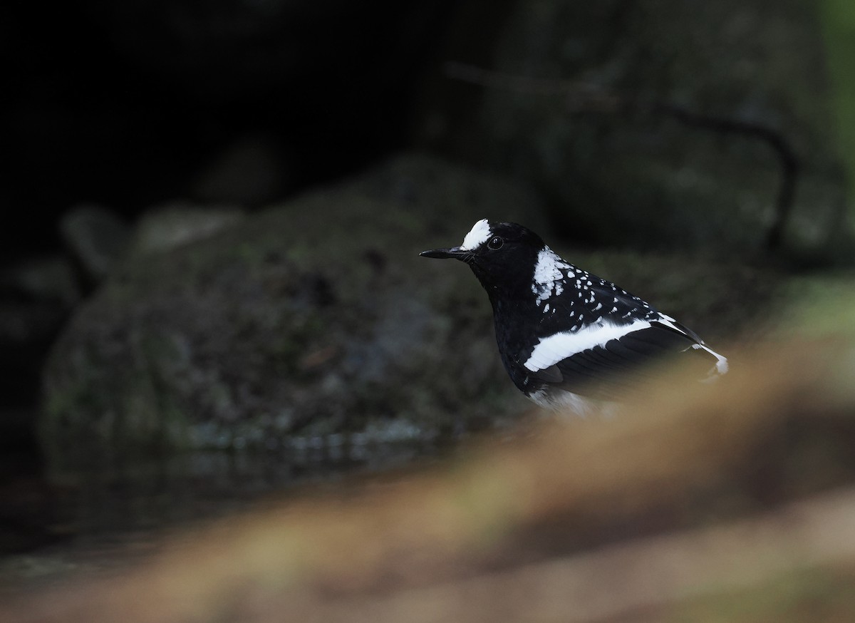 Spotted Forktail - ML640143914