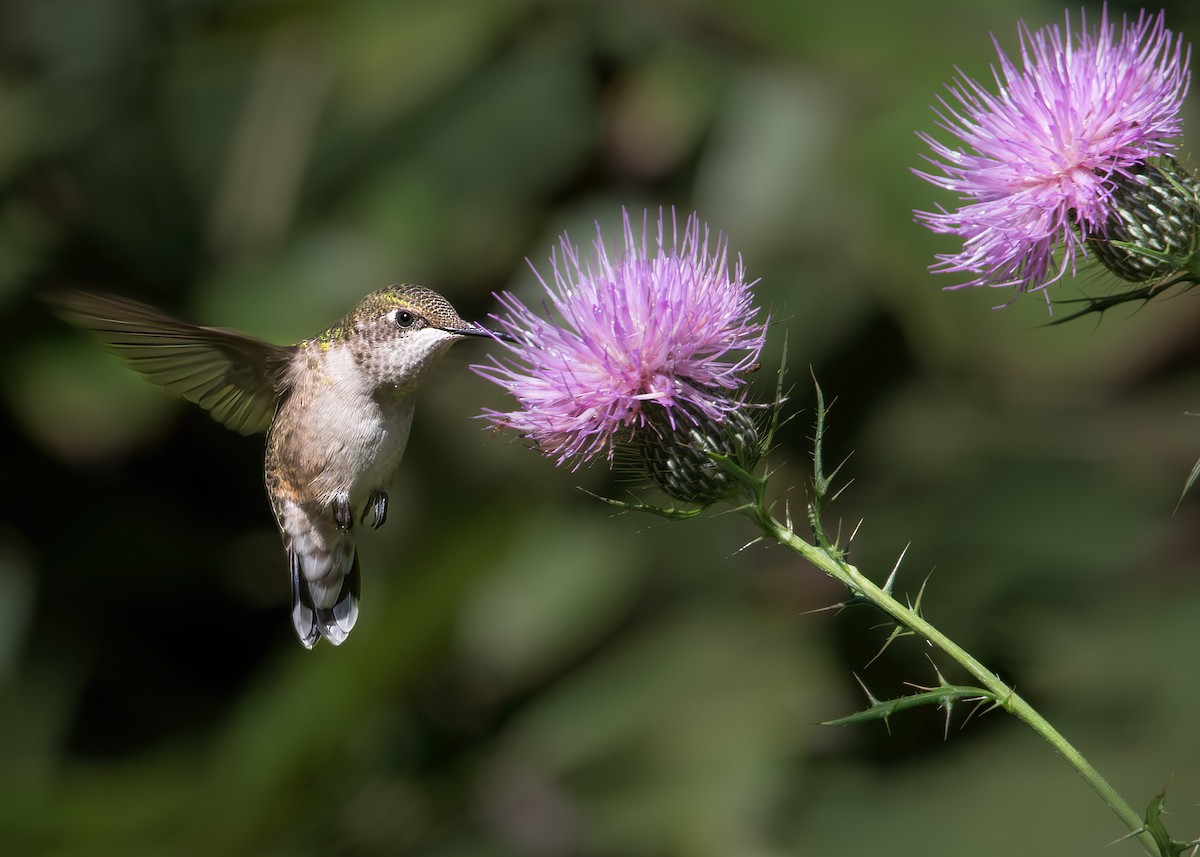 Ruby-throated Hummingbird - ML640144033