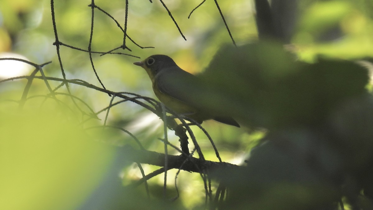 Canada Warbler - ML640144181