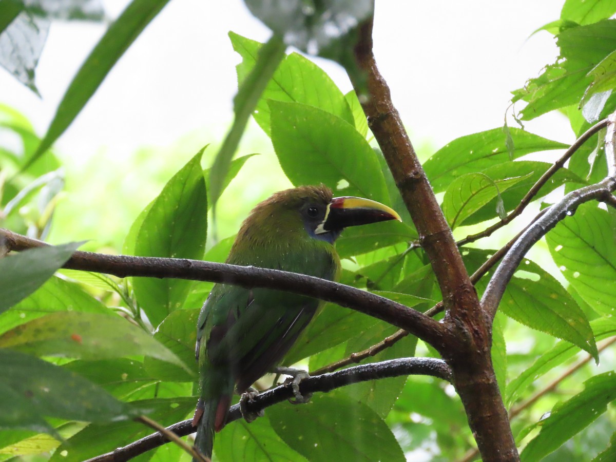 Northern Emerald-Toucanet - ML640144213