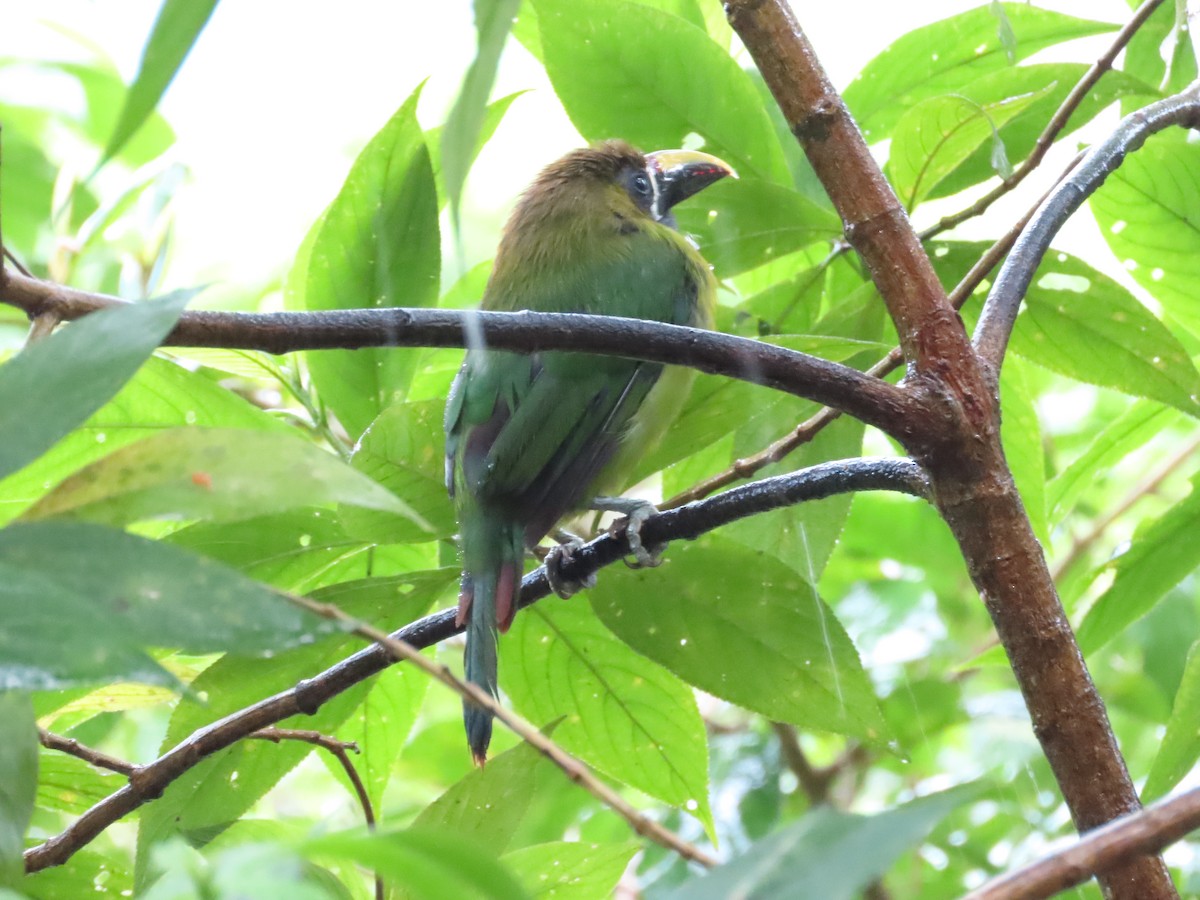 Northern Emerald-Toucanet - ML640144214
