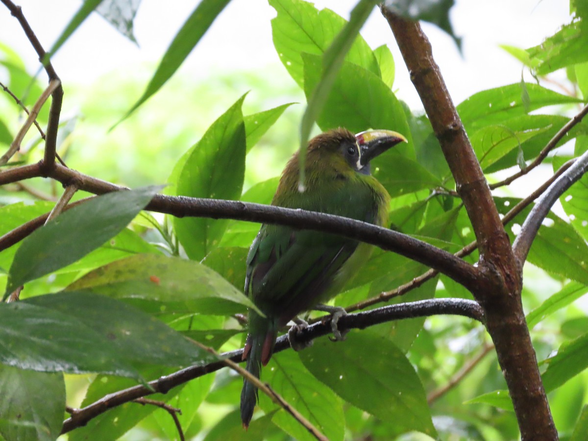 Northern Emerald-Toucanet - ML640144217