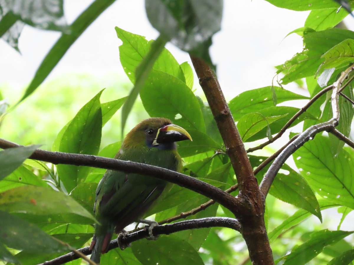 Northern Emerald-Toucanet - ML640144218