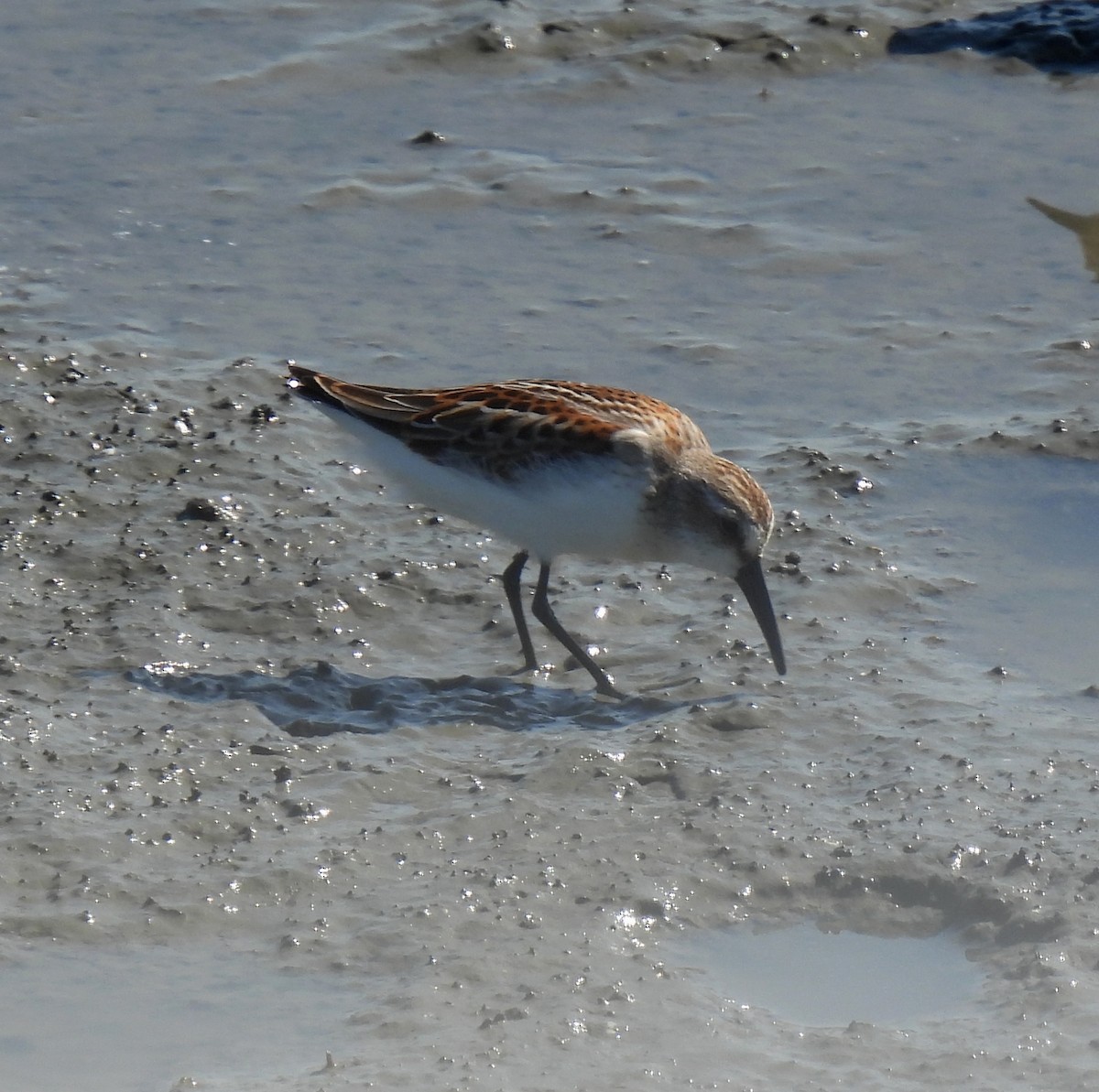 Western Sandpiper - ML640144264