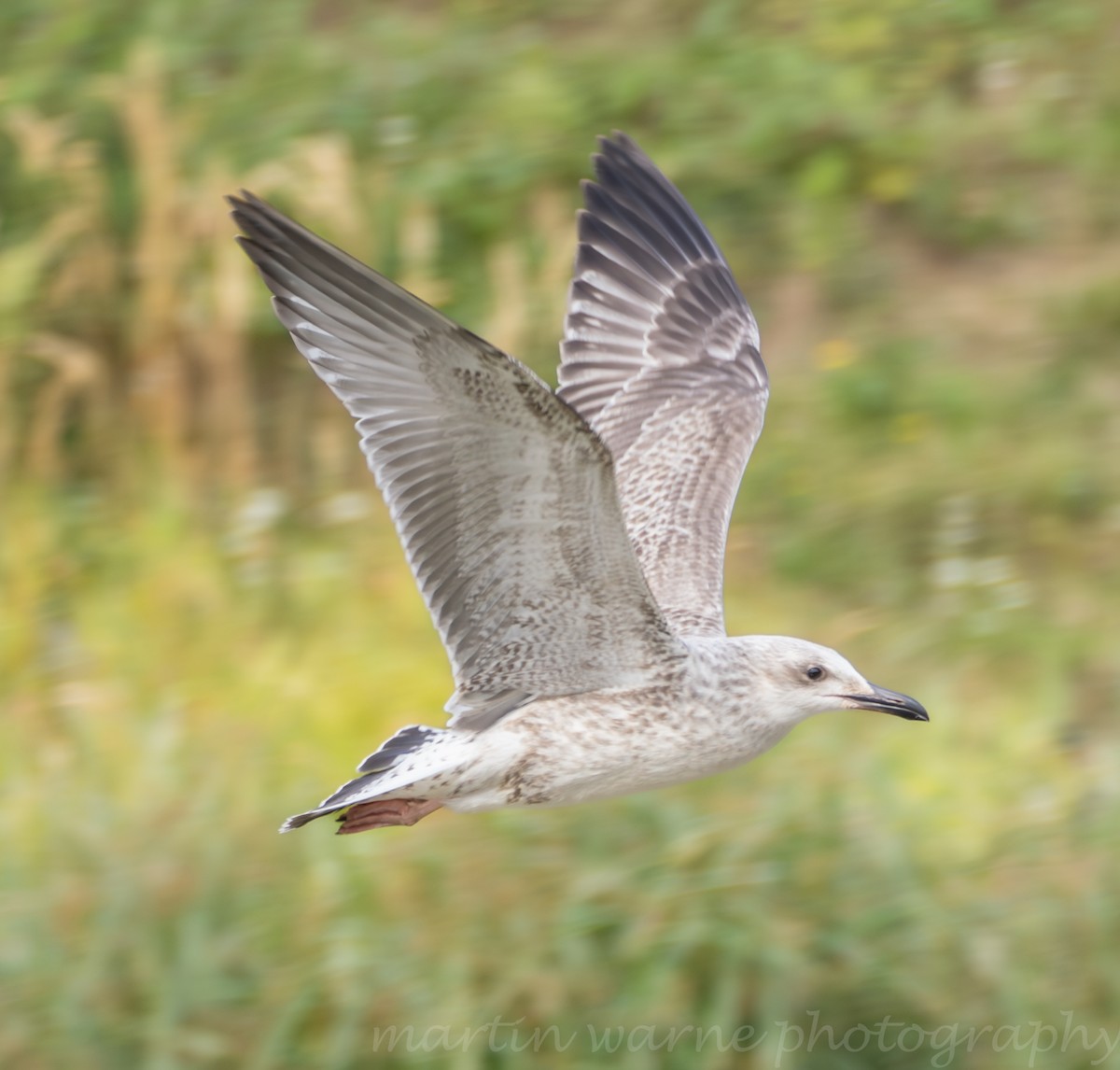 Steppenmöwe - ML640144269