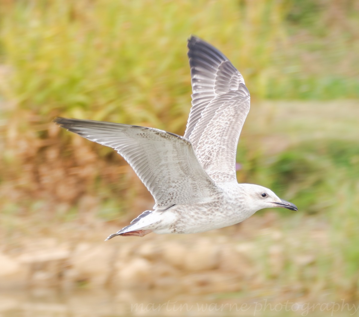 Steppenmöwe - ML640144270