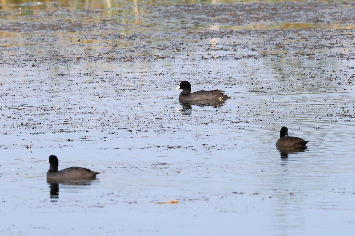 白冠雞 - ML640144294