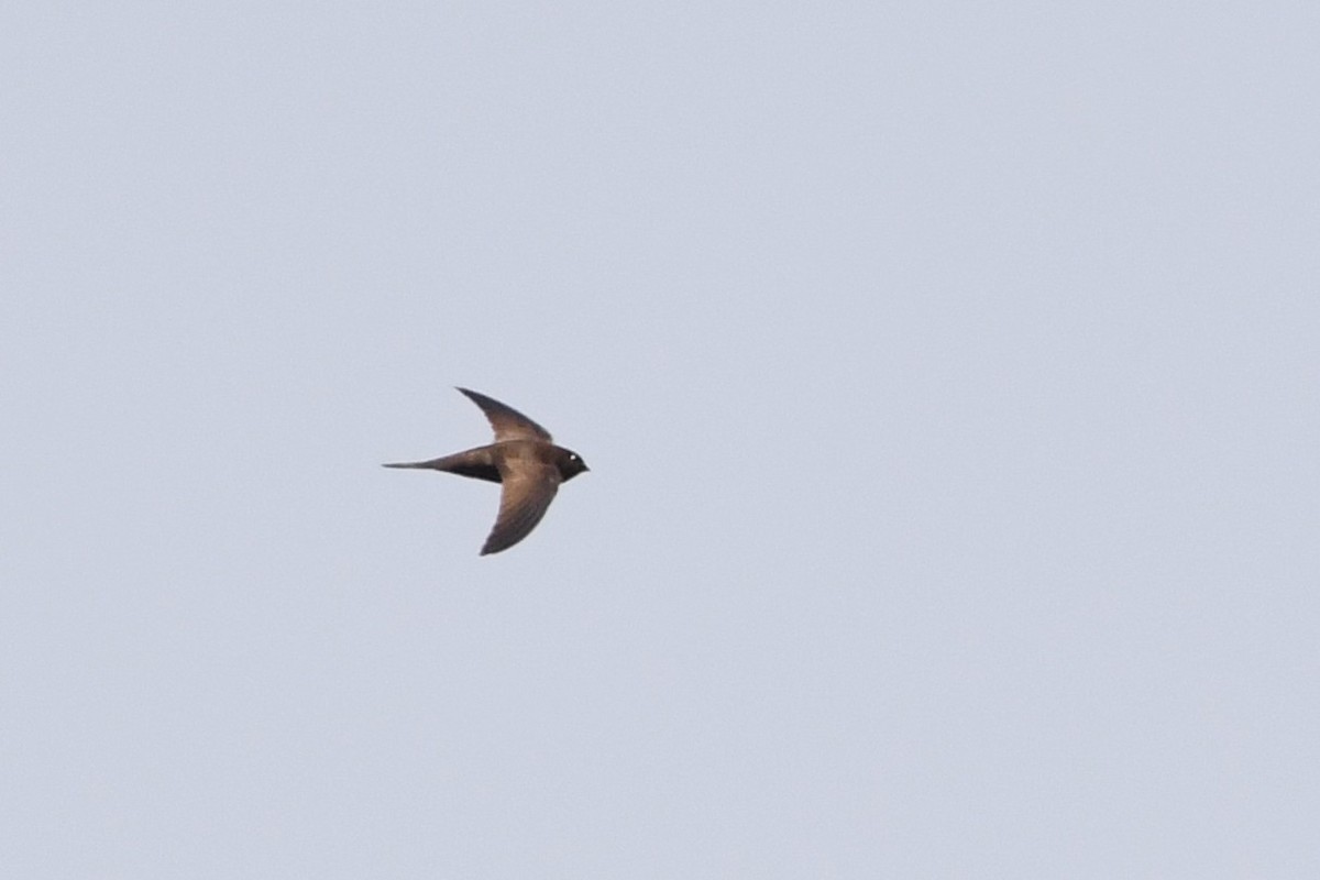 Vencejo Unicolor - ML640144355