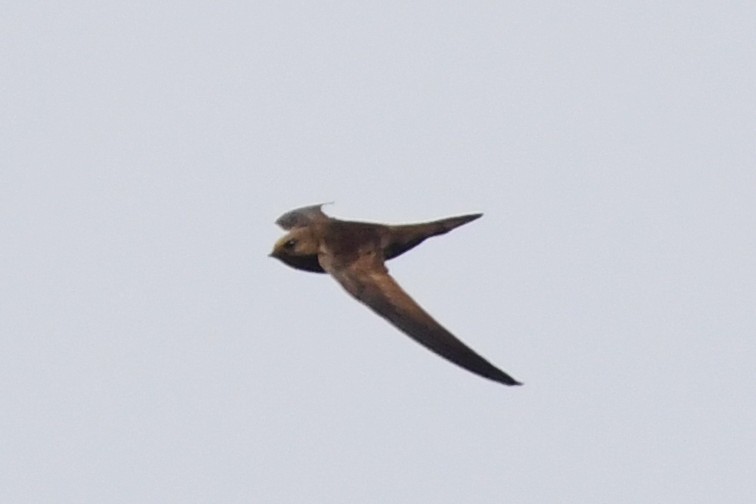 Vencejo Unicolor - ML640144356