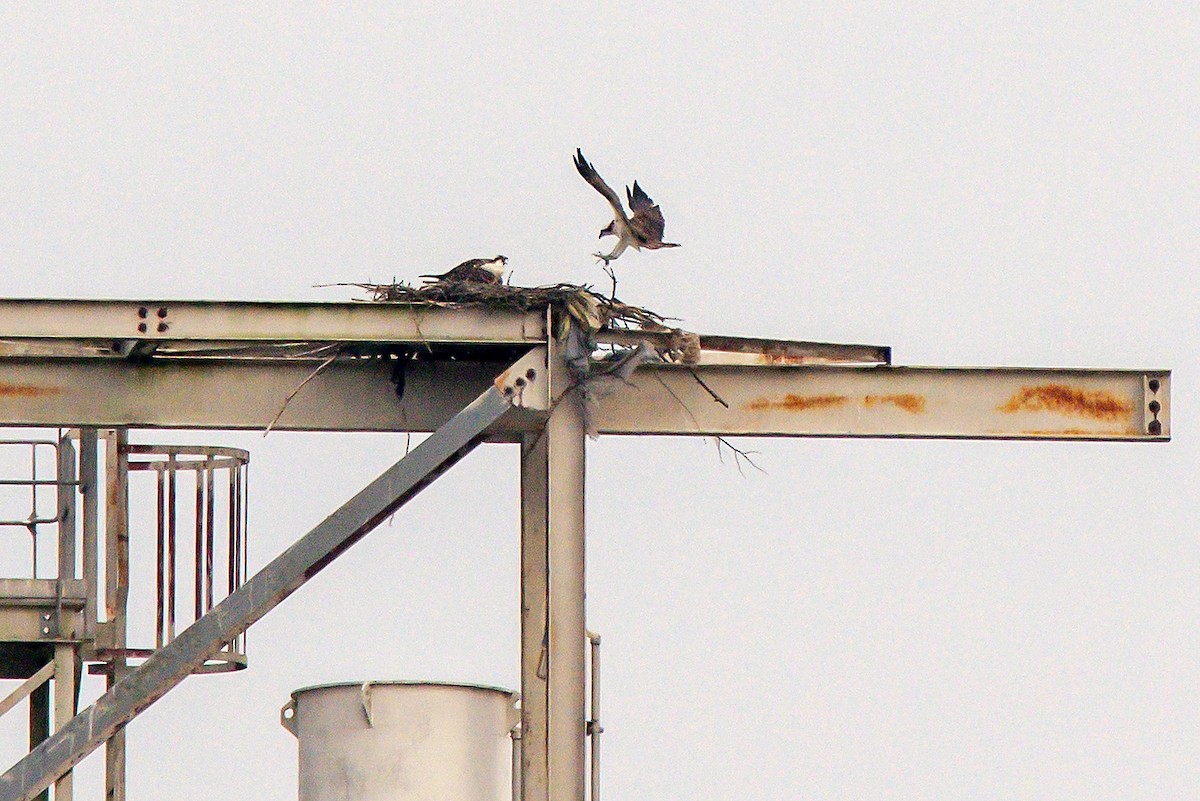 Osprey - ML640144501