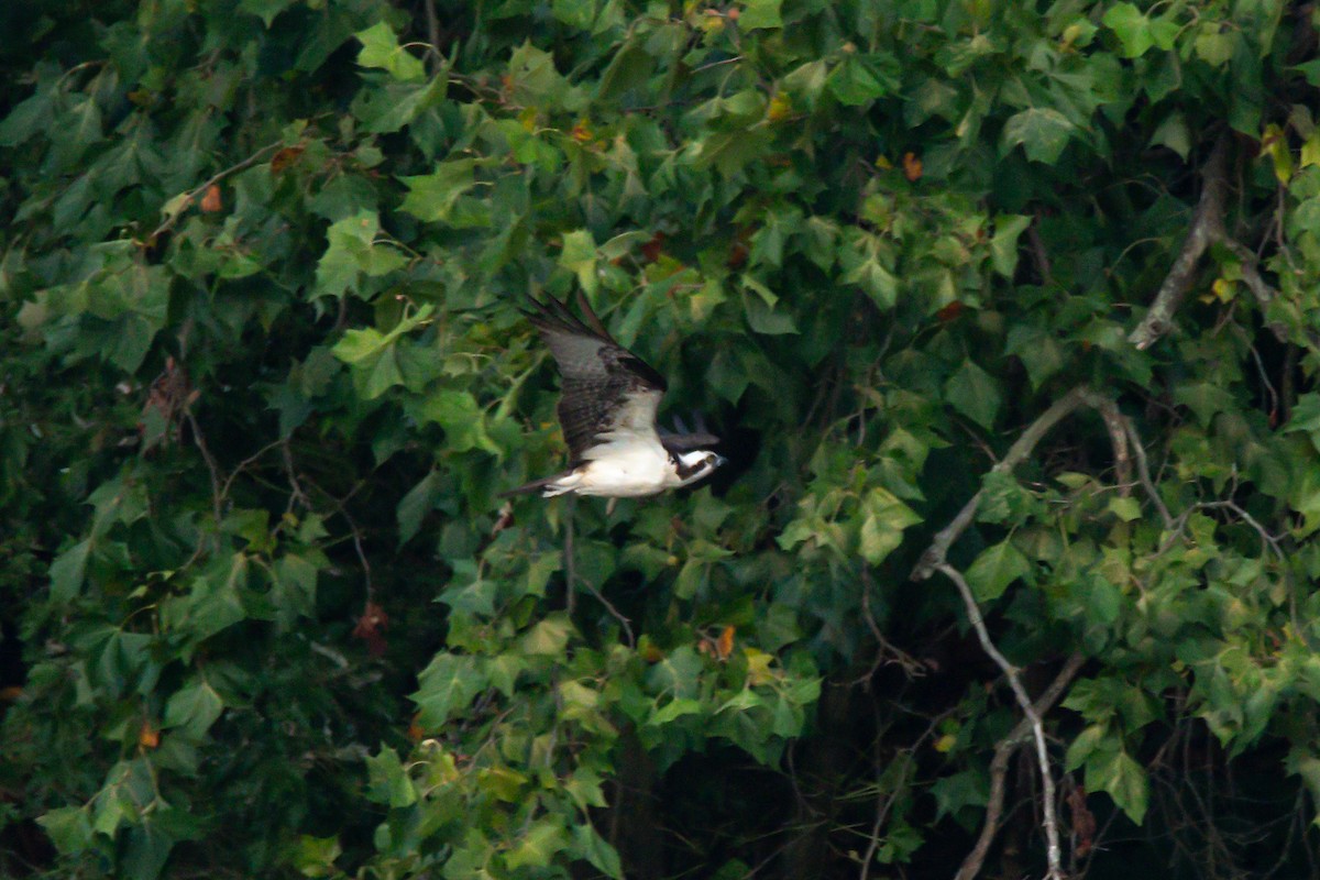 Osprey - ML640144502