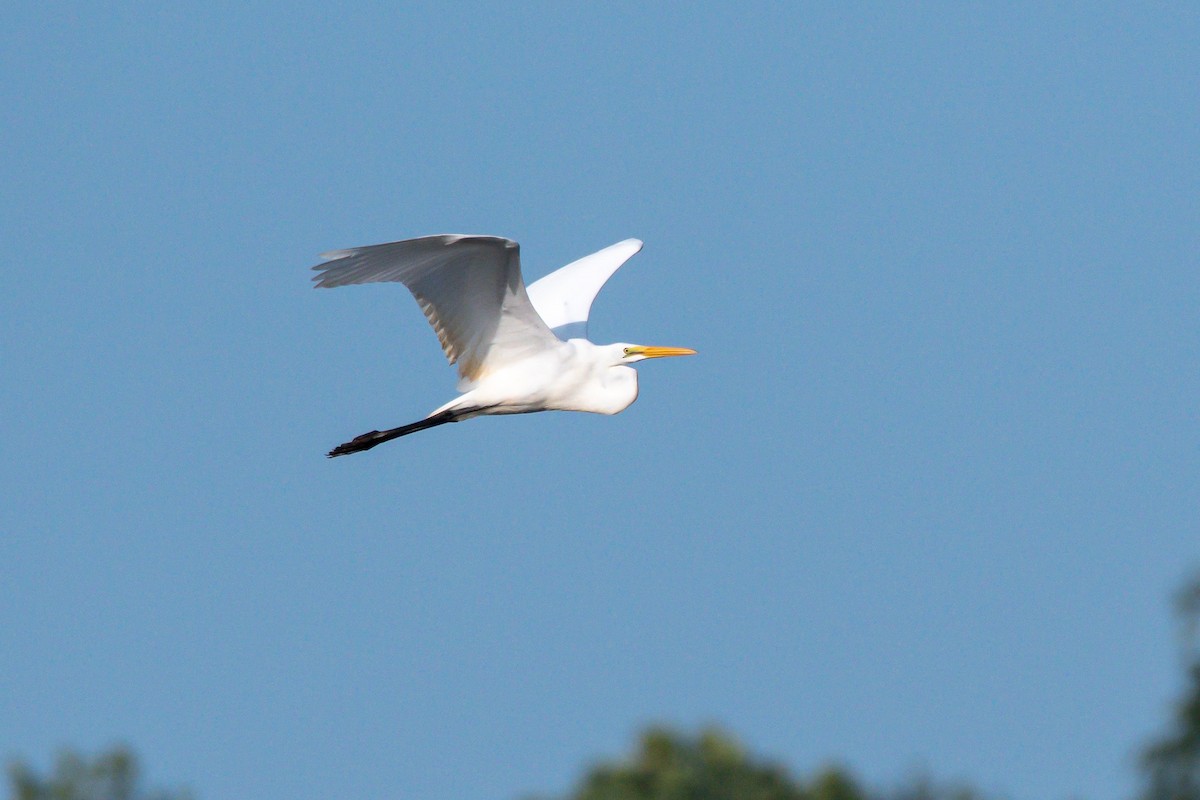 Great Egret - ML640144506