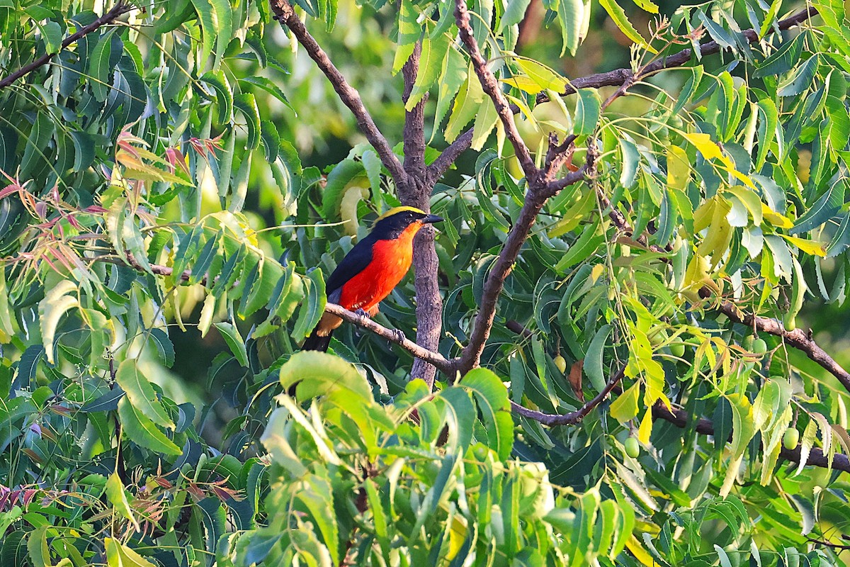 Yellow-crowned Gonolek - ML640144684