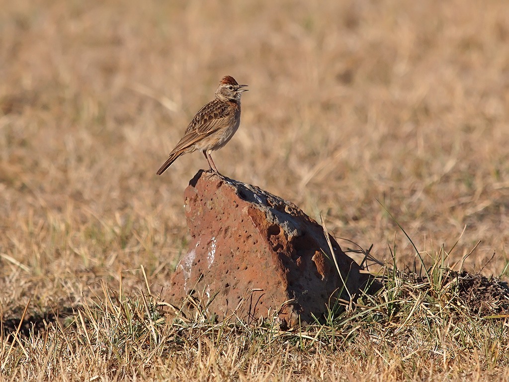Blanford's Lark (Erlanger's) - ML640144706