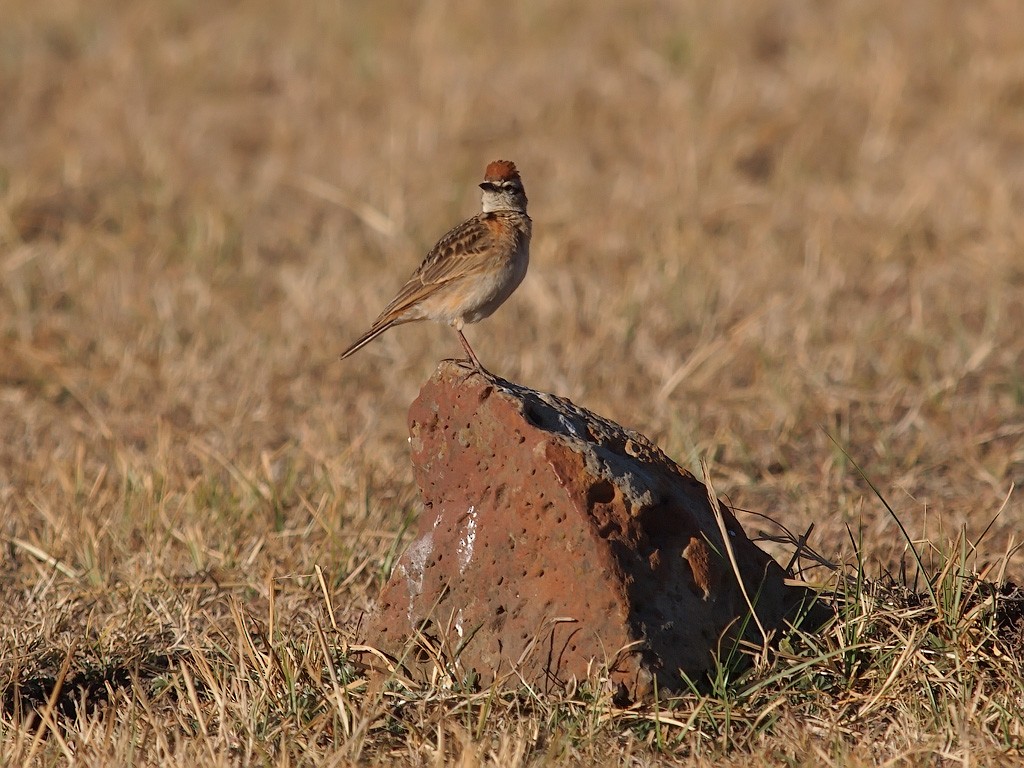 Blanford's Lark (Erlanger's) - ML640144707