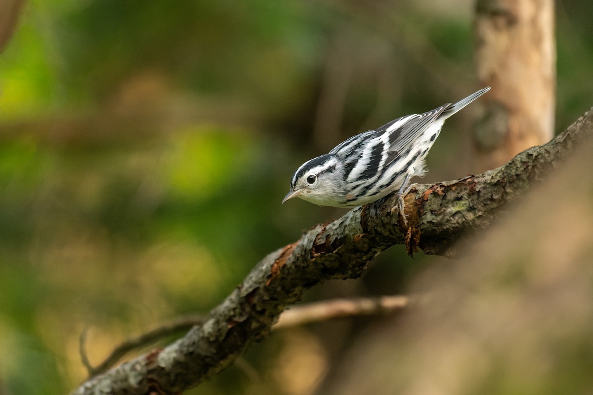 Black-and-white Warbler - ML640144711