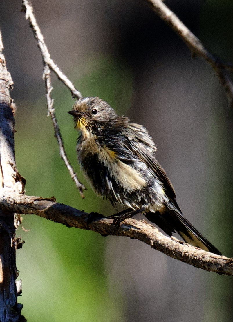 Yellow-rumped Warbler - ML640144811