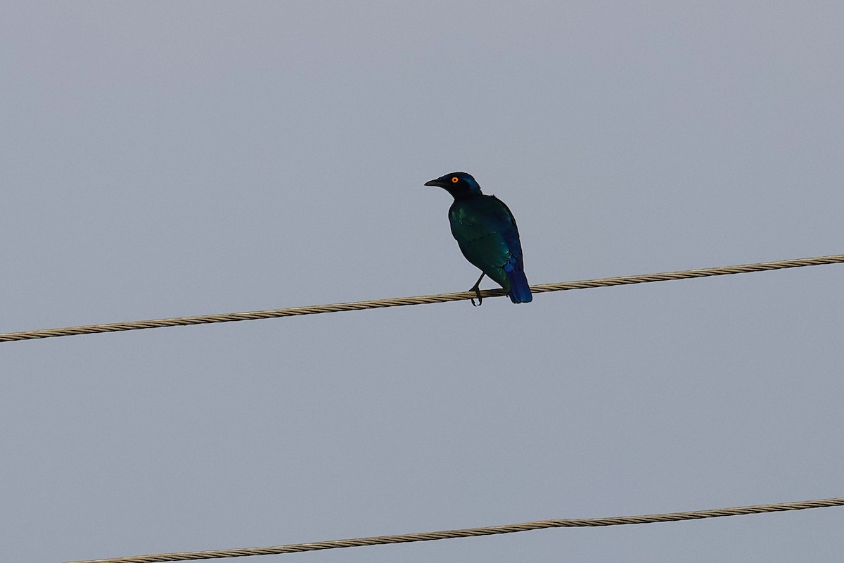 Purple Starling - ML640144816