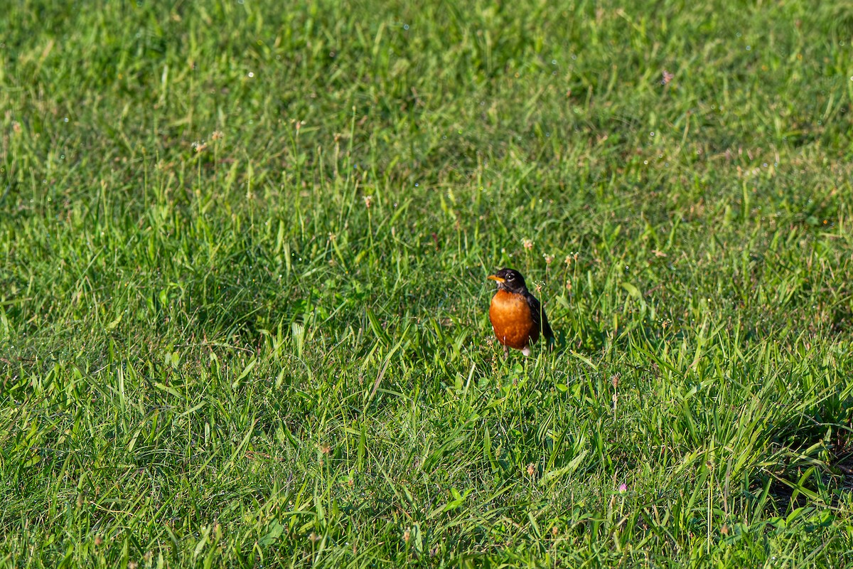 American Robin - ML640144859