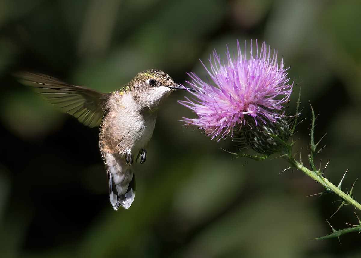 Ruby-throated Hummingbird - ML640144882