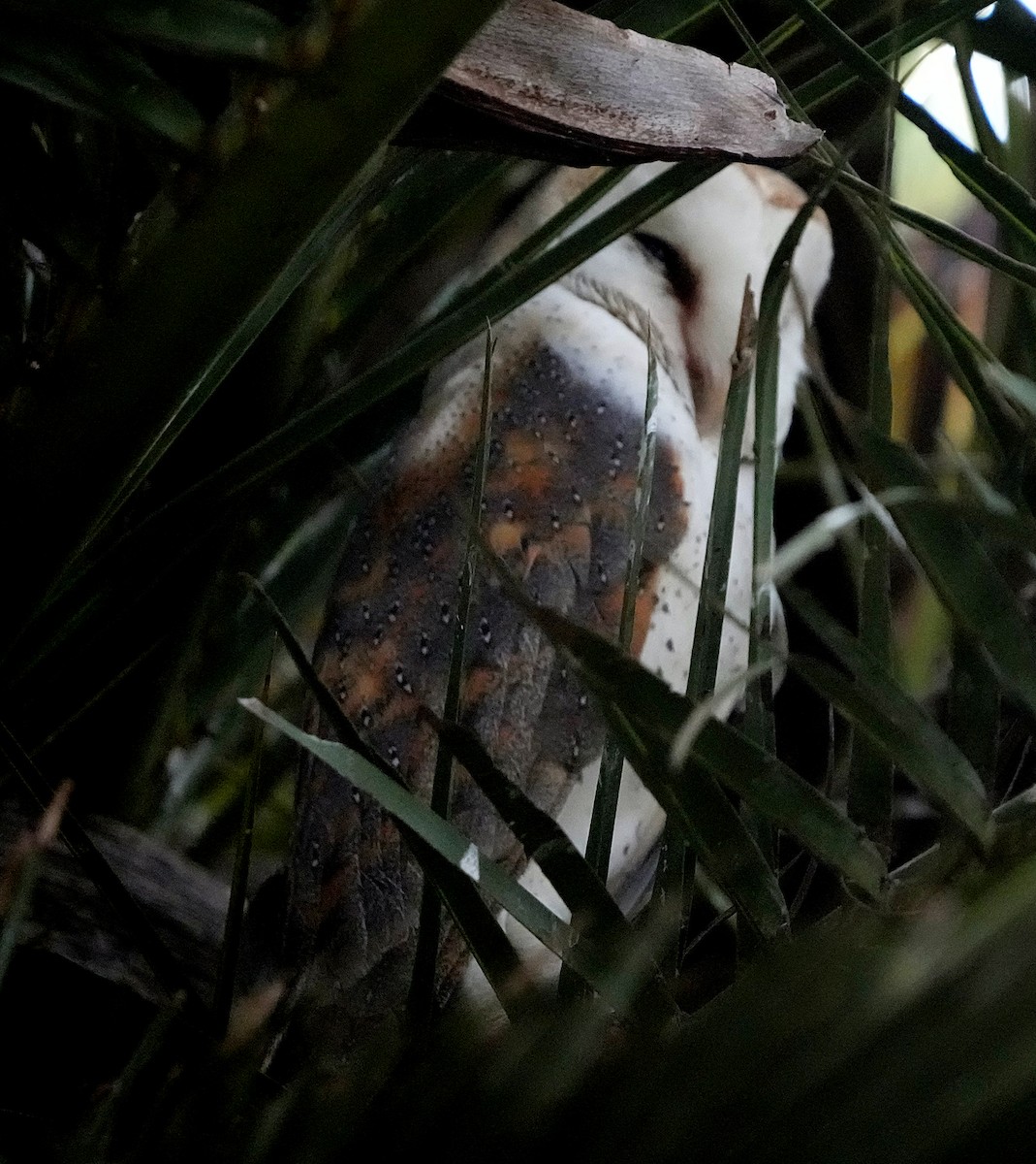 Western Barn Owl (African) - ML640144888