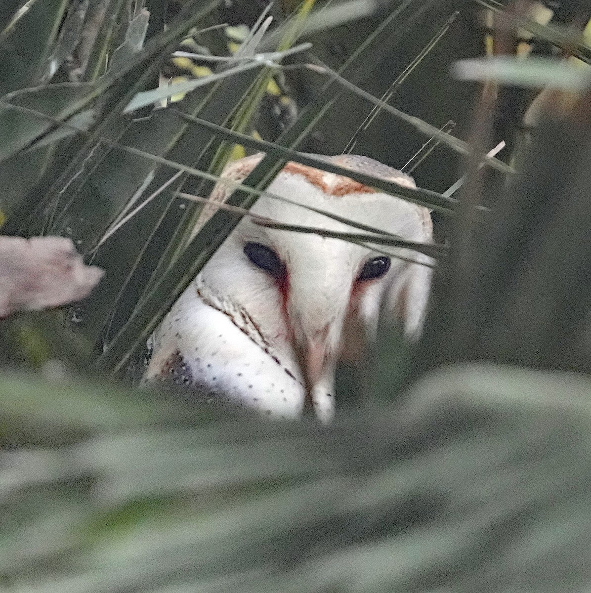 Western Barn Owl (African) - ML640144889