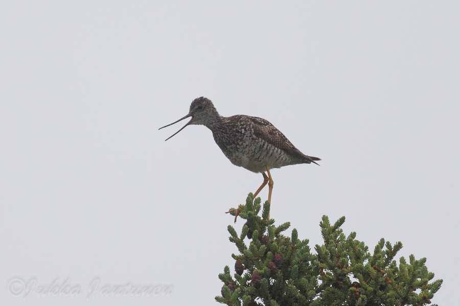 Greater Yellowlegs - ML64014491