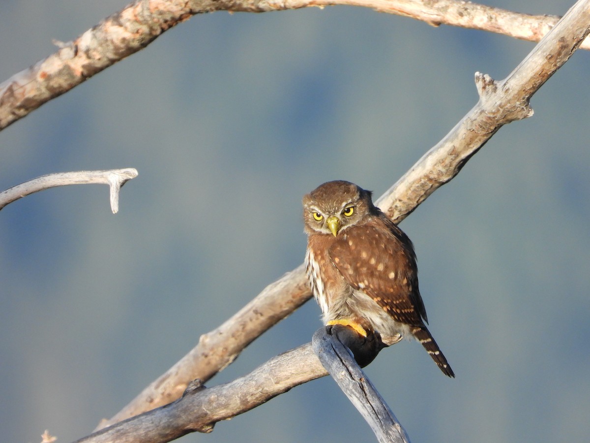 Northern Pygmy-Owl - ML640145001