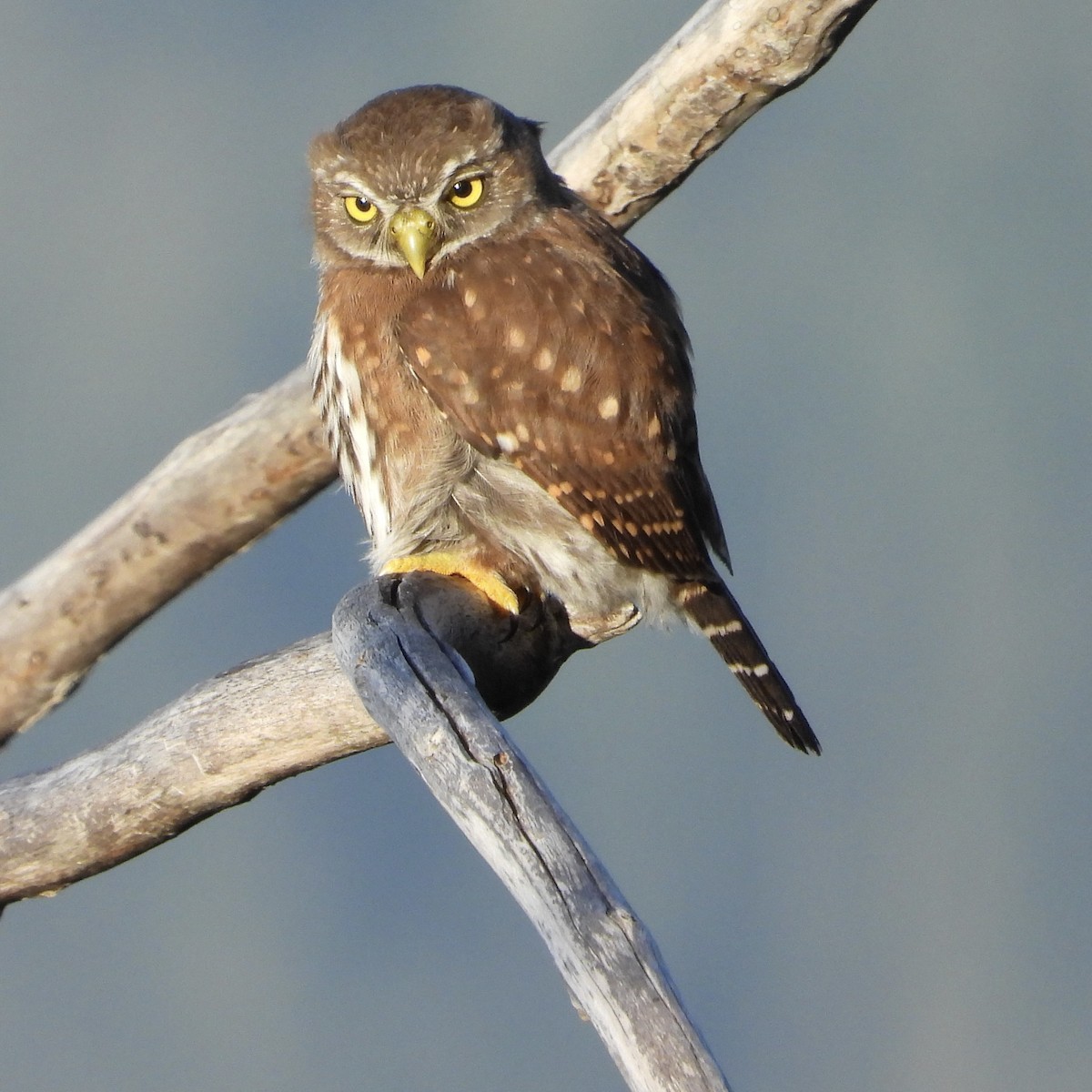 Northern Pygmy-Owl - ML640145022