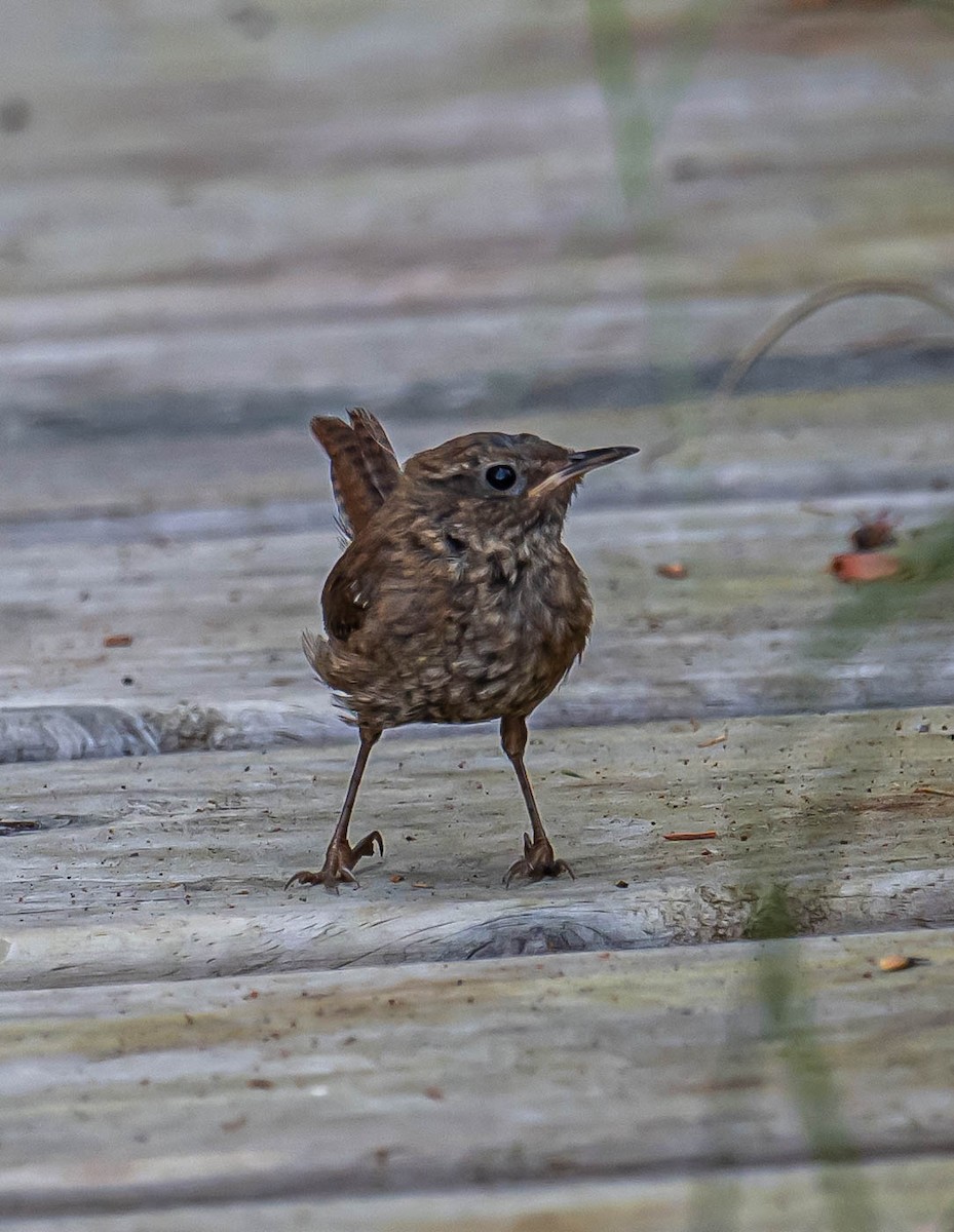 Winter Wren - ML640145023