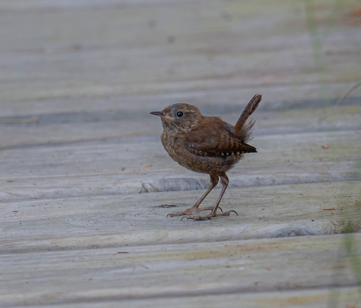 Winter Wren - ML640145024