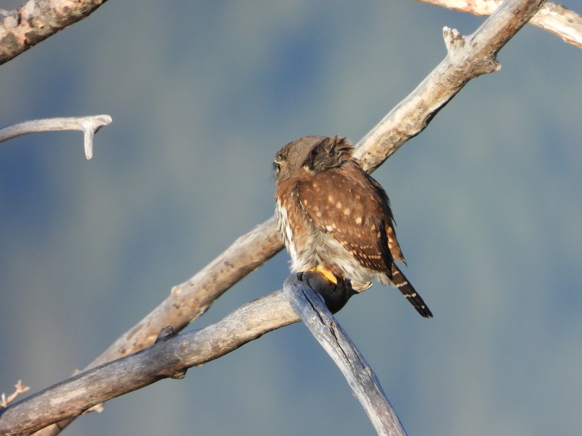 Northern Pygmy-Owl - ML640145047