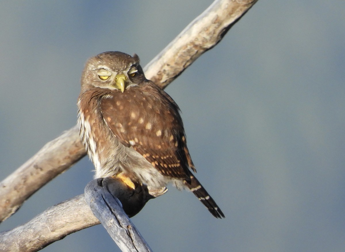 Northern Pygmy-Owl - ML640145057