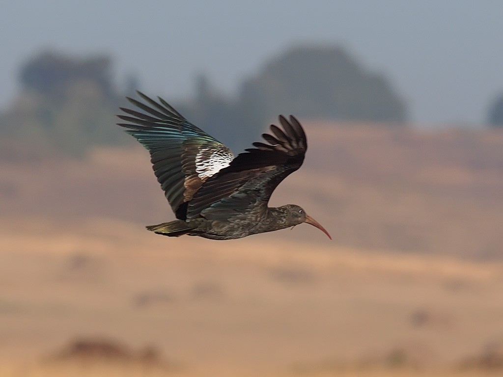 Ibis caronculé - ML640145062