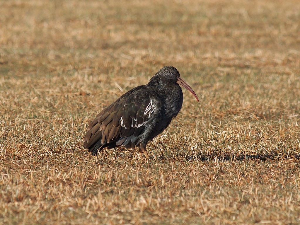 Ibis caronculé - ML640145063